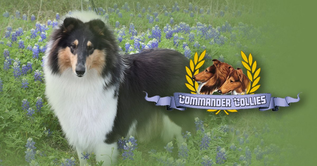 Commander Collies - AKC Rough Collies In Texas